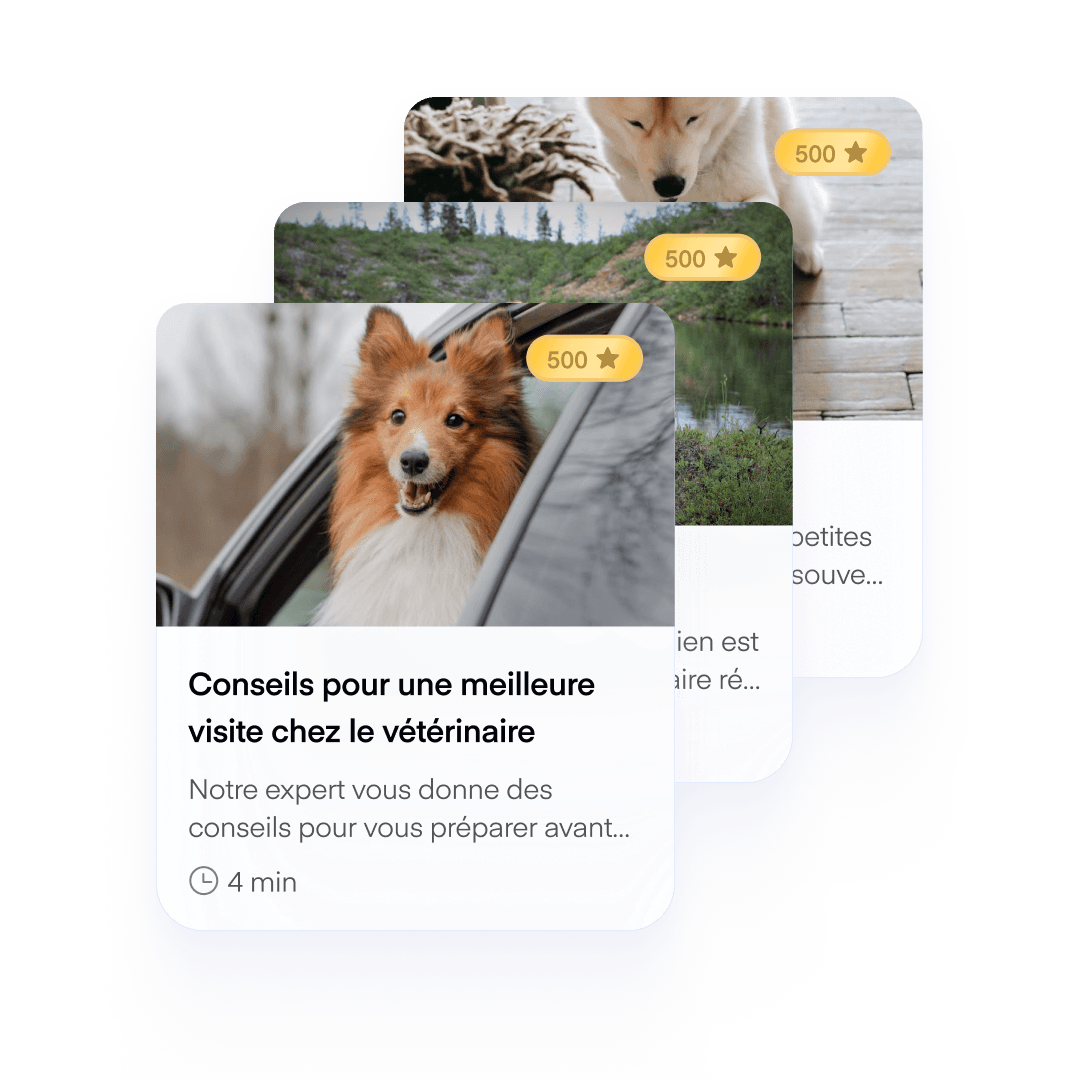 FR Articles Dog