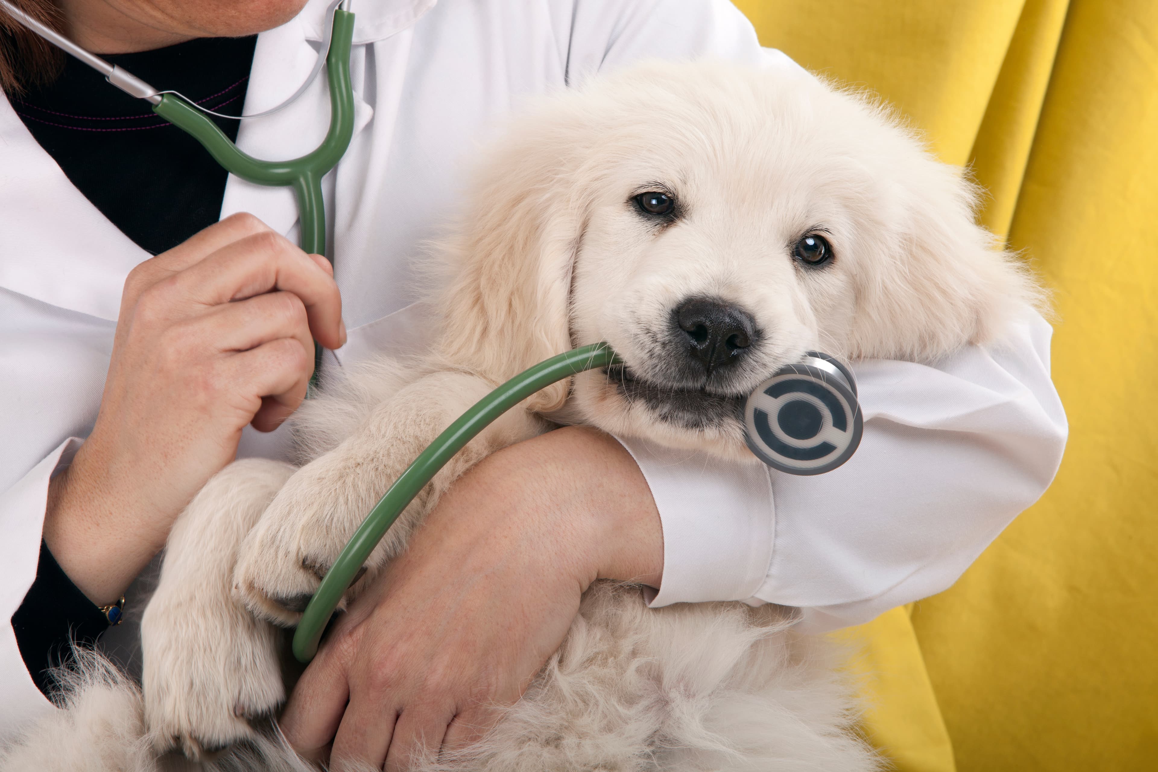 It's important to insure your dog to ensure coverage for unexpected expenses