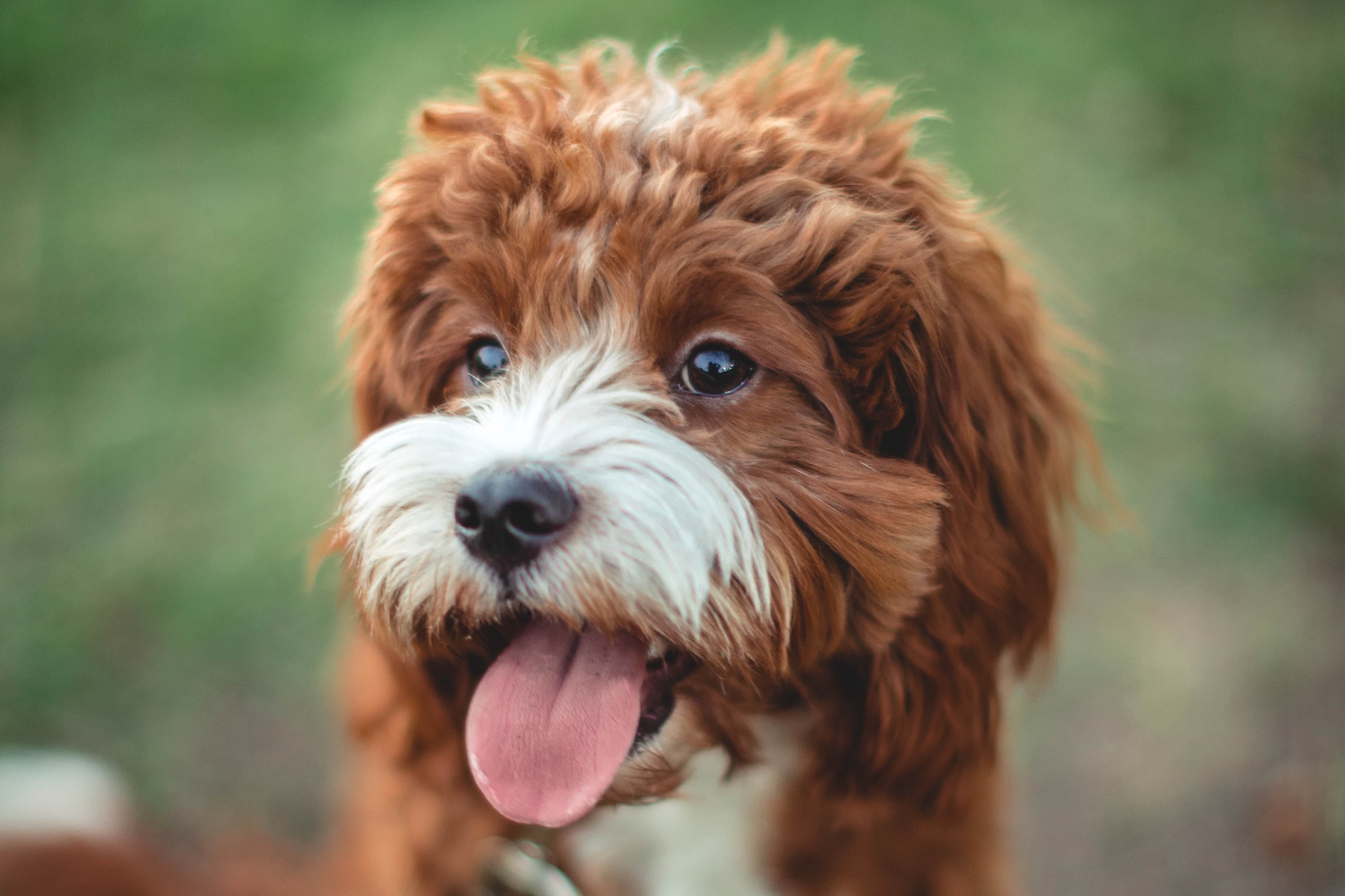 Cavapoo
